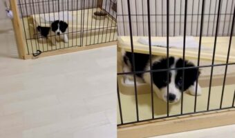 おかしな状態になっているよ!?ボーダーコリーの不思議な状況が話題に!「どうしてそうなった!?」