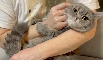 腕をコアラみたいにギューっ!しがみつくマンチカンの姿がかわいすぎて・・飼い主さんキュン死!?