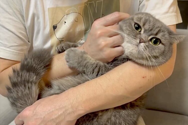 腕をコアラみたいにギューっ！しがみつくマンチカンの姿がかわいすぎて・・飼い主さんキュン死！？