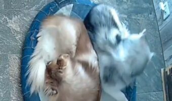 「よいしょっと・・」ベッドの空いてるスペースにおさまりたいハスキー犬。回転して上手にすっぽり潜り込んだ!!