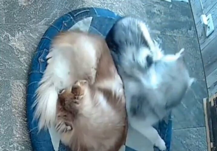 「よいしょっと・・」ベッドの空いてるスペースにおさまりたいハスキー犬。回転して上手にすっぽり潜り込んだ！！