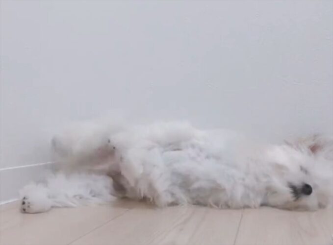 背伸びしてちょっと進む・・。寝転がっている犬の姿がおもしろかわいい！！