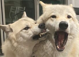 怒られているのに嬉しそう！？ウルフドッグが怒られていたその理由とは？？