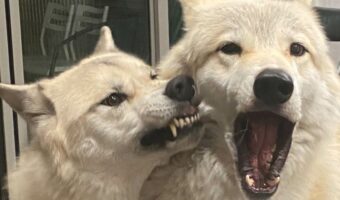 怒られているのに嬉しそう！？ウルフドッグが怒られていたその理由とは？？