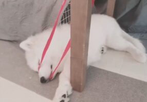 子供の頃から変わらない！？遊び疲れて赤いリボンに絡まって眠ったサモエドがかわいいと話題に！