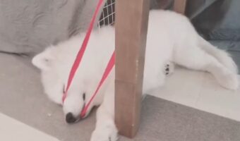 子供の頃から変わらない!?遊び疲れて赤いリボンに絡まって眠ったサモエドがかわいいと話題に!