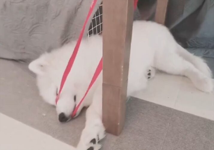 子供の頃から変わらない！？遊び疲れて赤いリボンに絡まって眠ったサモエドがかわいいと話題に！