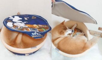 お揚げが動く！？柴犬がカップそば型のベッドでくつろぐ姿が話題に！「おいしそうでかわいいお揚げ」