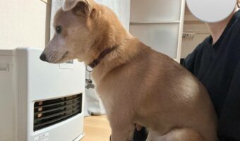 ちょこんといるのがかわいい!座った飼い主さんの足の間に愛犬が当然のようにおすわりしに来た!!