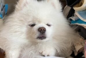 目をしょぼしょぼさせているポメラニアン。眠そうにしている姿がかわいいと話題に！