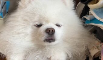 目をしょぼしょぼさせているポメラニアン。眠そうにしている姿がかわいいと話題に!