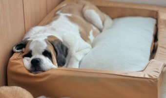 ぬくぬくふわもこパッドを敷いたベッドでとろけるセントバーナード。時間が経つとさらにとろけていました!!