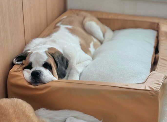 ぬくぬくふわもこパッドを敷いたベッドでとろけるセントバーナード。時間が経つとさらにとろけていました！！