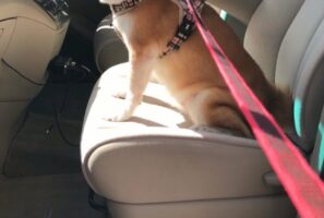 柴犬は笑いをこらえきれない！？車のスライドドアに挟まりそうになった飼い主さんを見た時のリアクションに反響！！