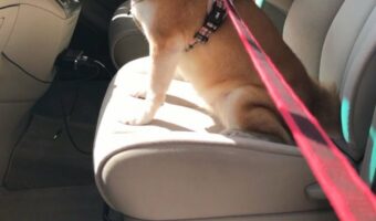 柴犬は笑いをこらえきれない！？車のスライドドアに挟まりそうになった飼い主さんを見た時のリアクションに反響！！