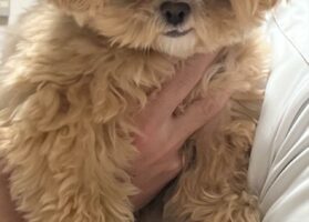 抱っこされているペキプーが・・！その表情、もしかして悪いことを考えている？？