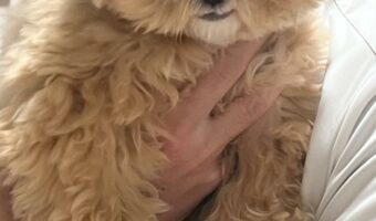 抱っこされているペキプーが・・！その表情、もしかして悪いことを考えている？？