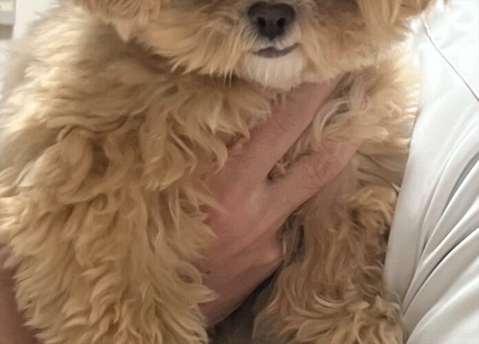 抱っこされているペキプーが・・！その表情、もしかして悪いことを考えている？？