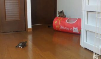 スケートボードに乗ったクサガメ。大好きな猫を見つけた瞬間・・、ダッシュで向かうのがかわいすぎる！！