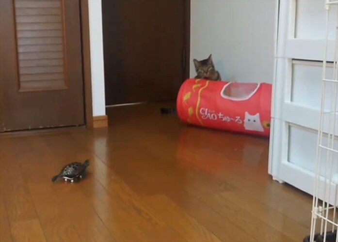 スケートボードに乗ったクサガメ。大好きな猫を見つけた瞬間・・、ダッシュで向かうのがかわいすぎる！！