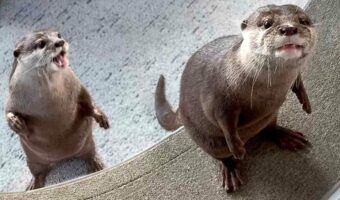 カワウソがキャットホイールに初挑戦!戸惑いながらも次第に慣れていく様子がかわいい!!