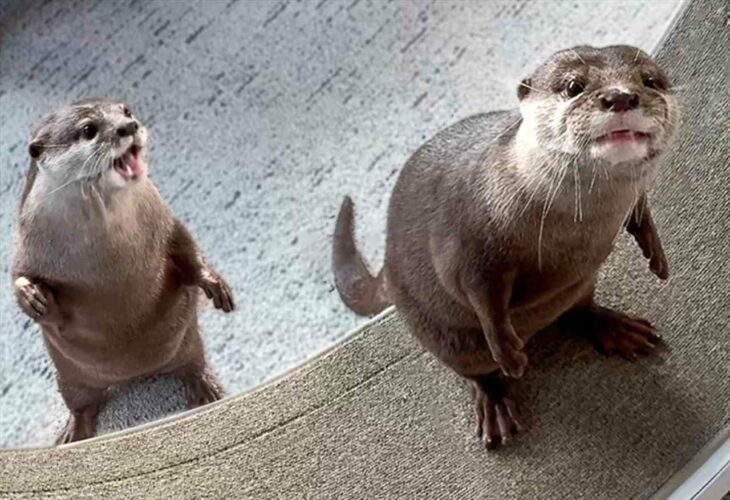 カワウソがキャットホイールに初挑戦！戸惑いながらも次第に慣れていく様子がかわいい！！