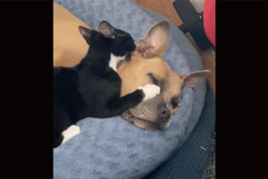 子猫は親友が大好き！同居犬へのグルーミングが止まりません！！【アメリカ・動画】