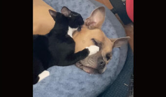 子猫は親友が大好き!同居犬へのグルーミングが止まりません!!【アメリカ・動画】