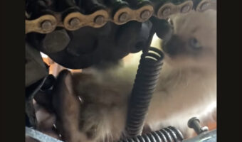 世界一かわいい工房のアシスタント!?子猫が作業のお手伝い??【海外・動画】