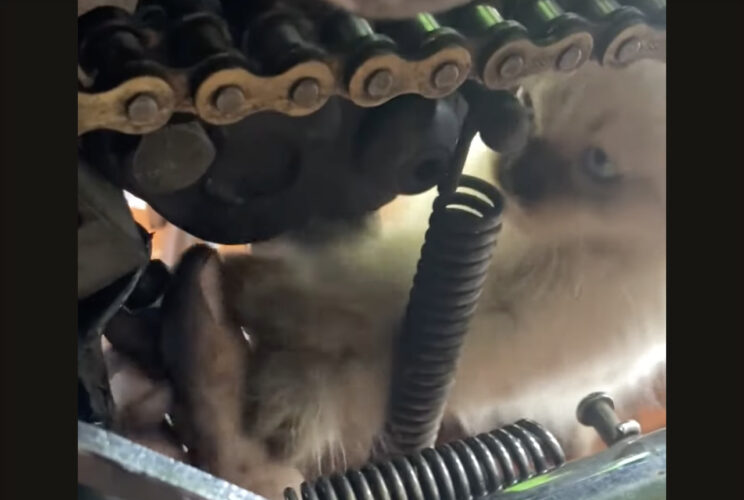 世界一かわいい工房のアシスタント！？子猫が作業のお手伝い？？【海外・動画】