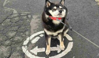 『ある路面標示』をしっかり守っている柴犬の姿が話題に!「道路交通法を理解されてますね」