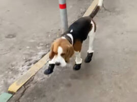 肉球が冷えてしまうだろうと愛犬に靴を履かせた結果・・。慣れないので歩くのも大変みたい！！【海外・動画】