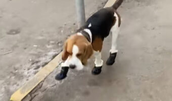 肉球が冷えてしまうだろうと愛犬に靴を履かせた結果・・。慣れないので歩くのも大変みたい!!【海外・動画】