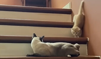 怪我もなかったようでよかった!!階段でくつろぐ猫に合流しようとした子猫。足を滑らせてしまい・・大変!!【海外・動画】