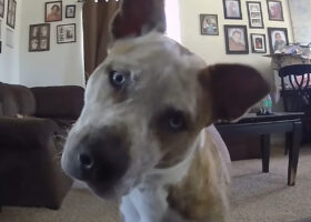 リビングで横になっている愛犬。ペットカメラ越しに声をかけた時のきょと〜んとしたリアクションがかわいすぎる！！