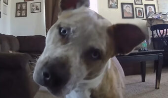 リビングで横になっている愛犬。ペットカメラ越しに声をかけた時のきょと〜んとしたリアクションがかわいすぎる!!