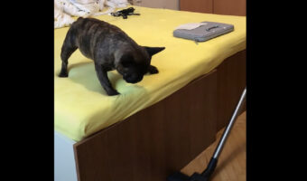 音を立てて動く掃除機が気になる？ベッドの上から様子をうかがうフレンチブルドッグ【海外・動画】