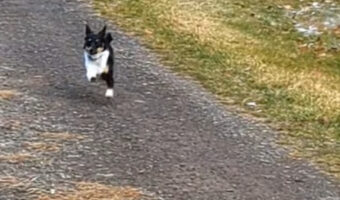 元気に走り出した子犬・・が慌てた様子で戻ってきた!その理由とは??【アメリカ・動画】