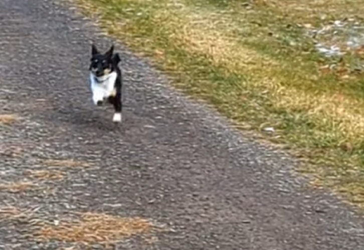 元気に走り出した子犬・・が慌てた様子で戻ってきた！その理由とは？？【アメリカ・動画】