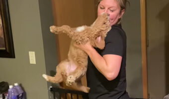 元気な子犬たちのねんねの時間。だっこされると・・、キスしてもらいみんなベッドへ！！