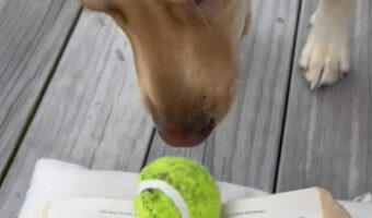 ラブラドールは飼い主さんと遊びたい!読書中の飼い主さんの前にボールを置いて「一緒に遊ぼ!」と猛アピール