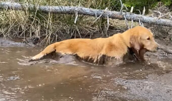 ゴールデンリトリバーのチルタイム。泥まみれになるのも構わず、水たまりに入っていった!!【海外・動画】