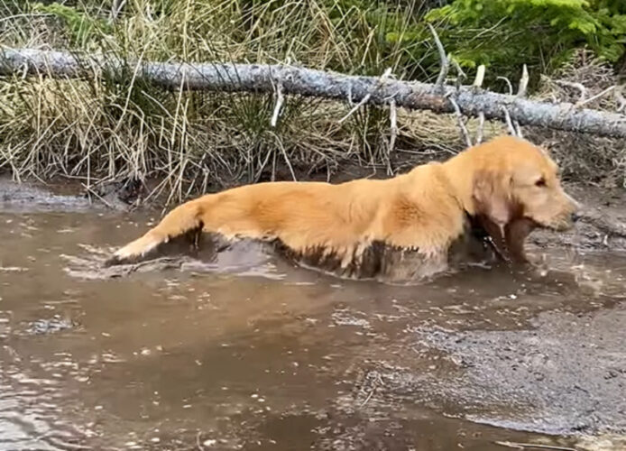 ゴールデンリトリバーのチルタイム。泥まみれになるのも構わず、水たまりに入っていった！！【海外・動画】