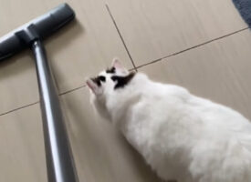 掃除機をかけているところにやって来た猫。この子にはある目的が！！【海外・動画】