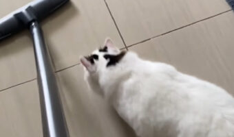 掃除機をかけているところにやって来た猫。この子にはある目的が!!【海外・動画】