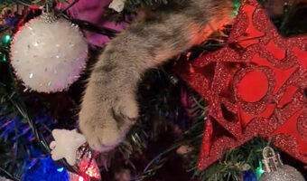 猫の手の形をしたクリスマスオーナメント?いいえ、違います!クリスマスツリーに潜り込んだ猫のおててです!!【海外・動画】