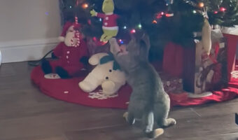 一足早いクリスマスプレゼント?猫がクリスマスツリーのオーナメントのひとつにおててを伸ばして・・もらっていっちゃった!!【アメリカ・動画】