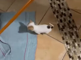 掃除しているところにやって来たチワワ。遊んでほしいのかな？と思いきや・・まさかの行動に！！【海外・動画】