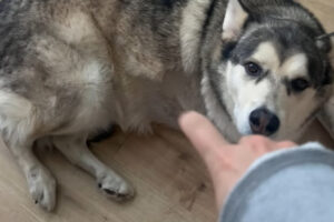 カキカキしてもらっていると勘違い？寝そべる愛犬に向かってジェスチャーをした結果・・！！【海外・動画】