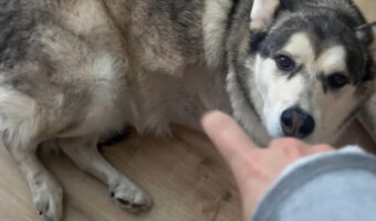 カキカキしてもらっていると勘違い？寝そべる愛犬に向かってジェスチャーをした結果・・！！【海外・動画】